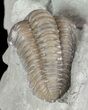 Curled, Flexicalymene Trilobite - Ohio #61007-3